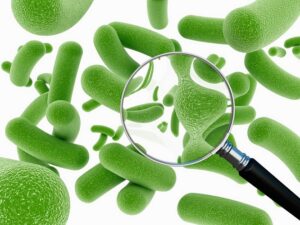 Guide To Finding The Best Prebiotic Supplement